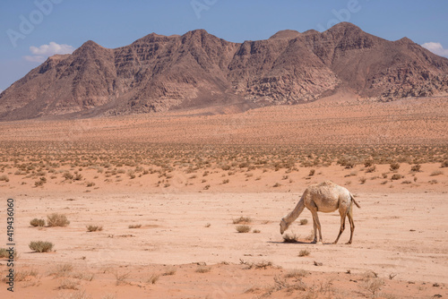 Dromedario pastando  en el desierto de Wadi Rum de Jordania