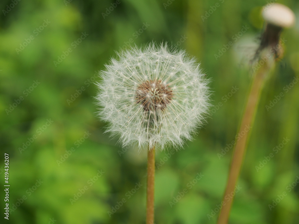 Fototapeta premium White dandelion fluff. Close-up. A wild plant.