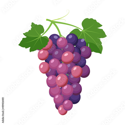Bunch of purple grapes. Grape product, vector illustration isolated on white background.