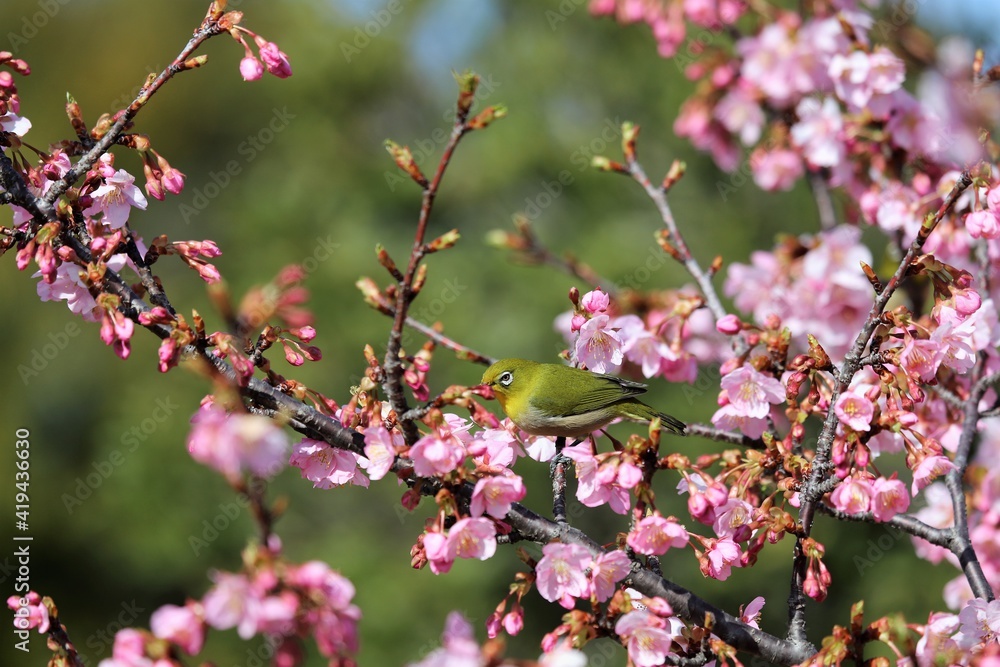 馬見丘陵公園　河津桜とメジロ