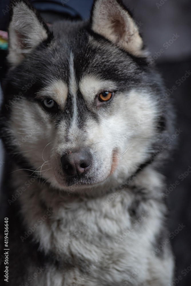 Portrait of a young beautiful husky on a dark background, close-up.