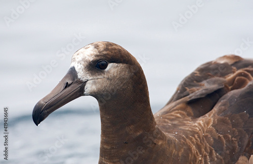 Zwartvoetalbatros, Black-footed Albatross, Diomedea nigripes photo