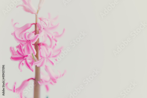 spring flower pink hyacinth on white background