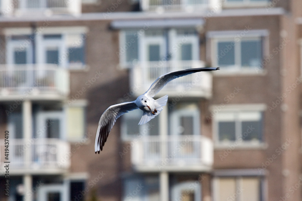 Black-headed Gull, Kokmeeuw, Larus ridibundus Black-headed Gull, Kokmeeuw, Larus ridibundus