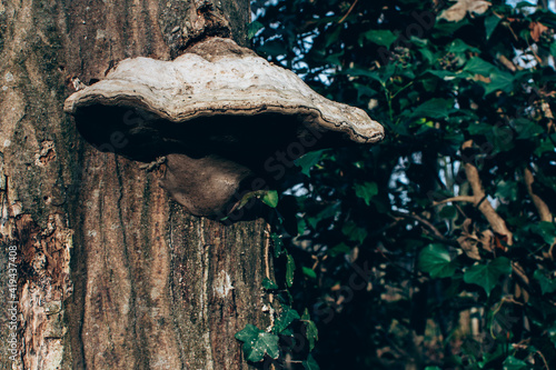 Polypore Amadouvier photo