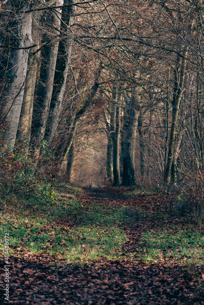 Fototapeta premium Le Bois de la Folie
