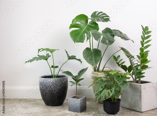 Various house plants in modern stylish containeron on cement floor in white room,natural air ir purify with Monstera,philodendron selloum, Aroid palm,Zamioculcas zamifolia,Ficus Lyrata