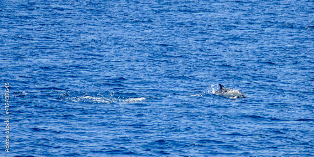 Fototapeta premium swimming dolphin