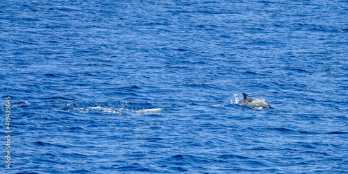 swimming dolphin