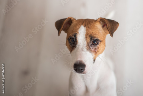 Cute doggy jack russell terrier on laminate flooring © Михаил Решетников