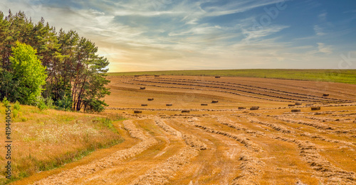 Sunset at the farm field with packs of straw scatered on the field with a bit of forest in the side photo