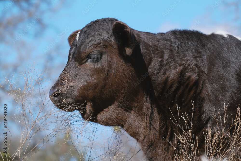 Dewlap on beef calf from profile of baby cow close up outdoors on farm. Dewlap on beef calf from profile of baby cow close up outdoors on farm.