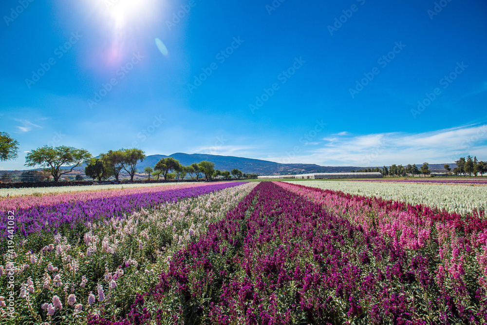 Big Panorama of poppies and bellsflowers field with path, sunset, sunny day, colors, blue sky, clouds Big Panorama of poppies and bellsflowers field with path, sunset, sunny day, colors, blue sky, clouds