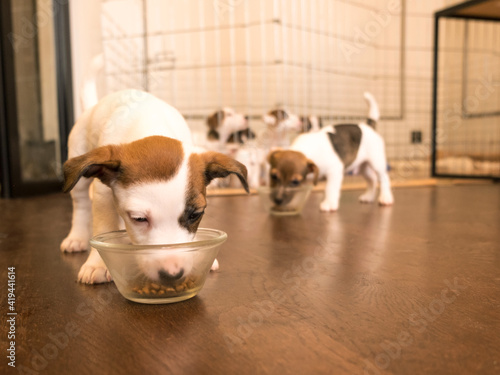 Fototapeta Naklejka Na Ścianę i Meble -  Small Jack russell puppy eating from a bowl