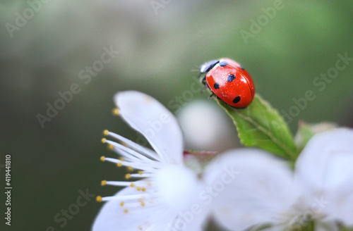 Selective focus. Ladybug on a cherry blossom. Macro. 