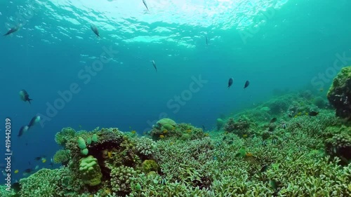Wallpaper Mural The underwater world of coral reef with fishes at diving. Coral garden under water. Panglao, Bohol, Philippines. Torontodigital.ca