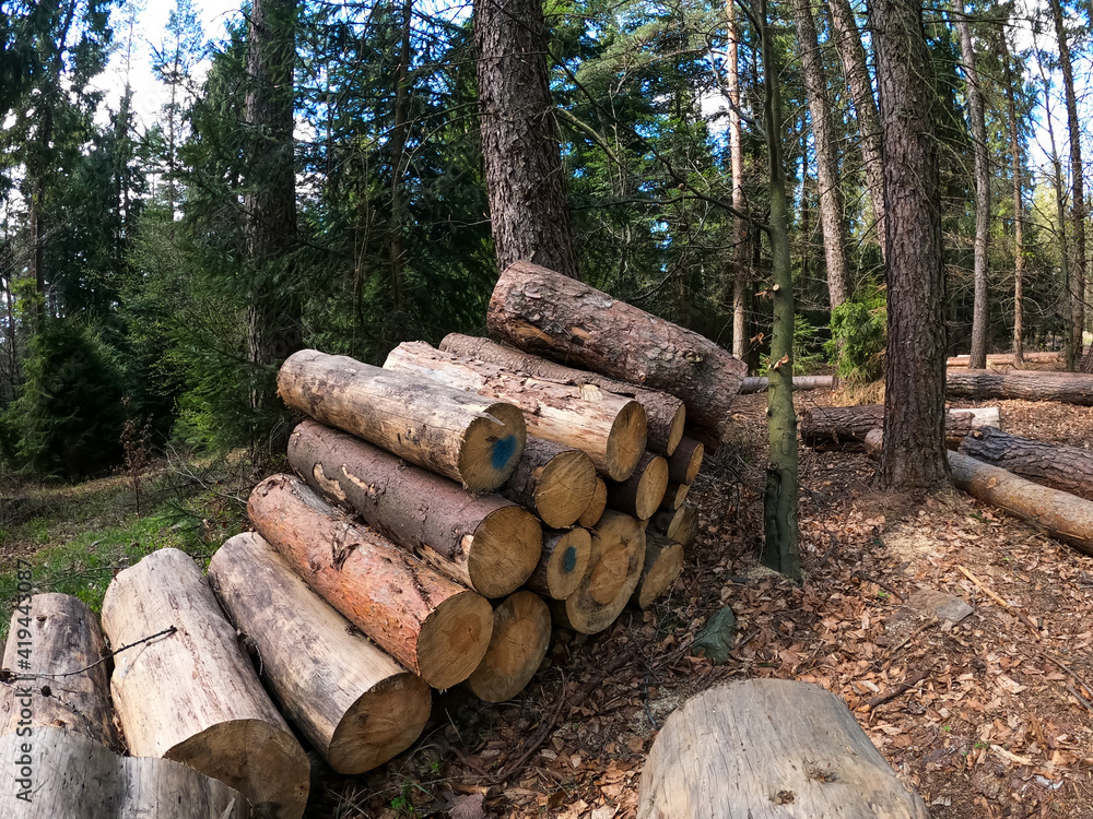 Forestry clearance in Beskidy mountains in Poland taken in sunny spring. Deforestation captured during trekking. Forestry clearance in Beskidy mountains in Poland taken in sunny spring. Deforestation captured during trekking.