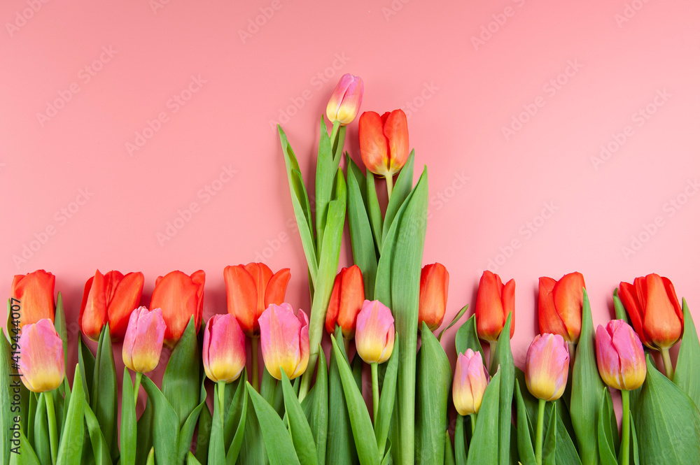 tulips on a pink surface tulips on a pink surface
