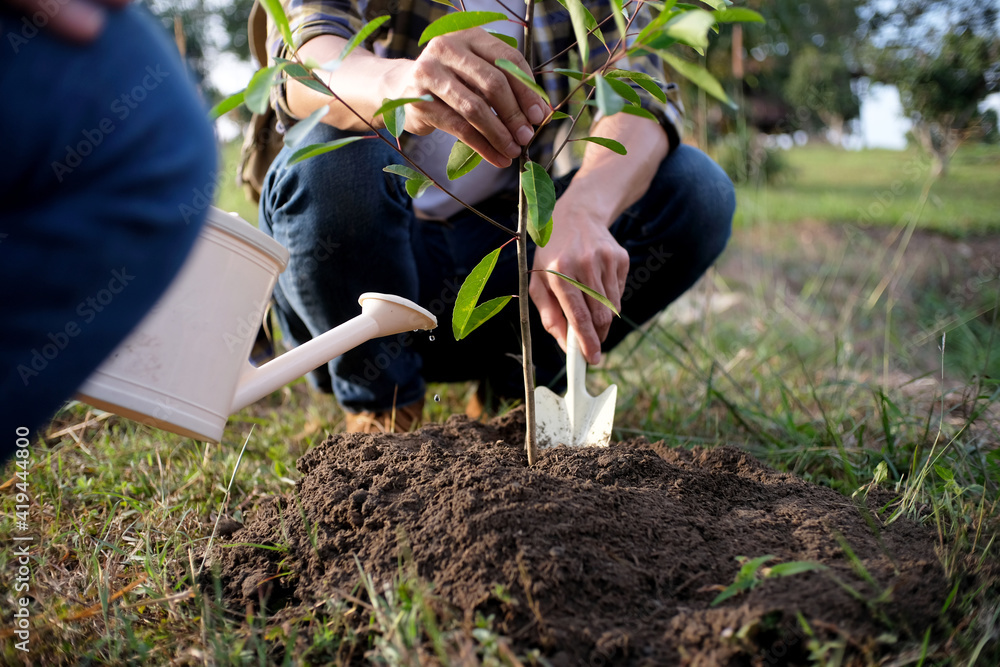 Fototapeta premium young man gardener, planting tree in garden, gardening and watering plants