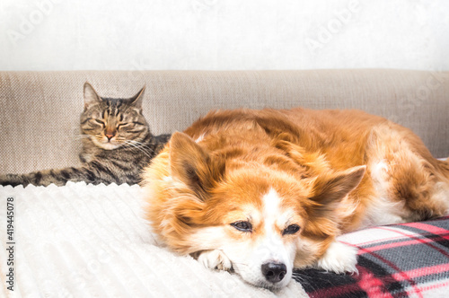 cat and the dog sleep together on the bed. Close-up portrait