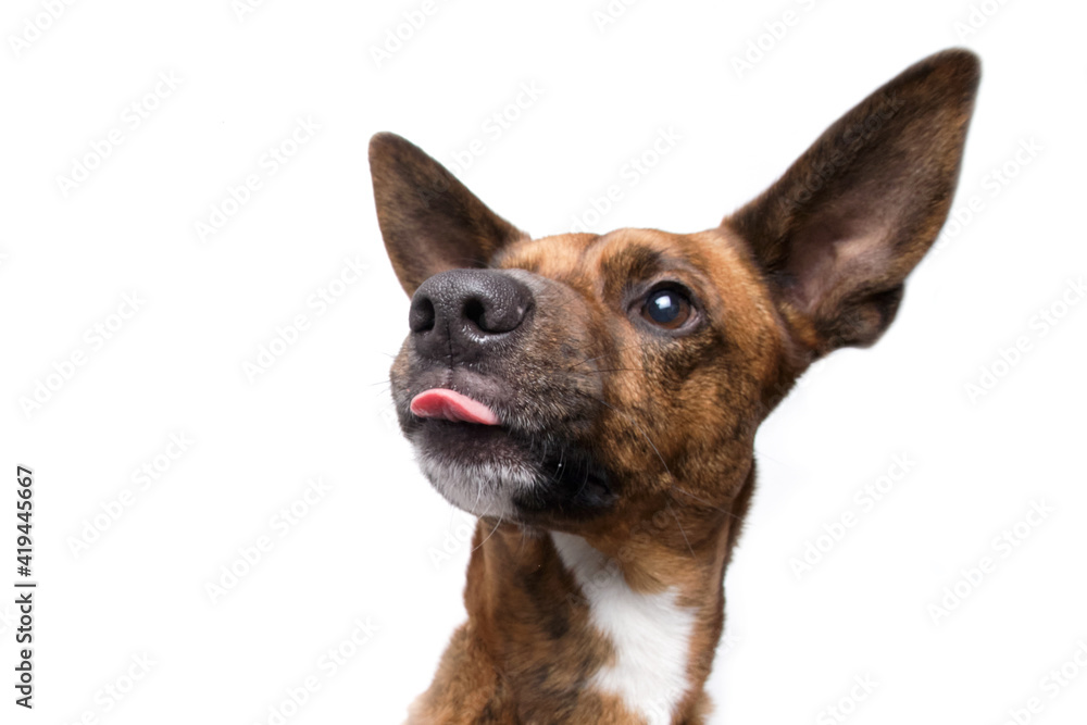 brown dog funny faces white background in studio