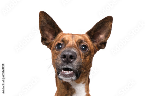 brown dog funny faces white background in studio