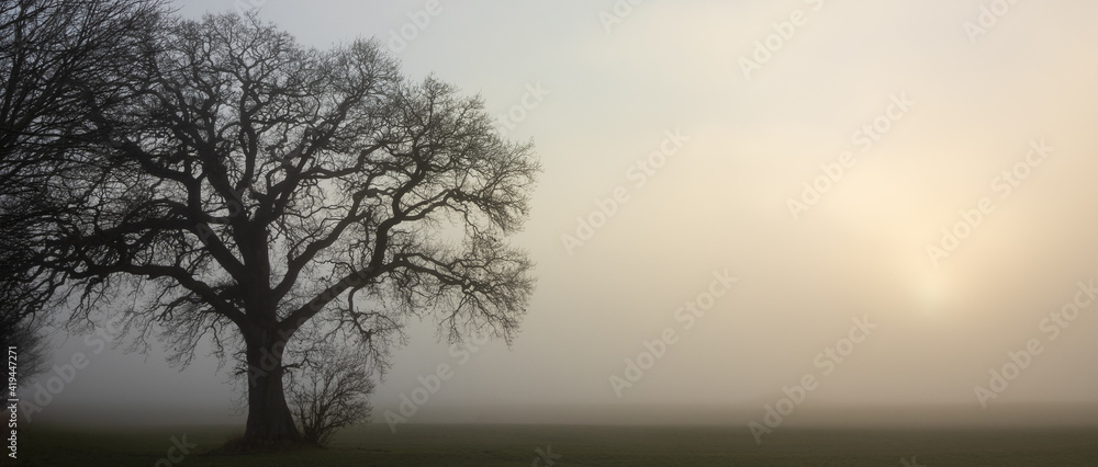 Kahle Eiche im Nebel, Baumbestattungen, Waldfriedhof Kahle Eiche im Nebel, Baumbestattungen, Waldfriedhof