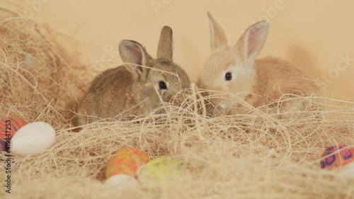 Fluffy easter bunny brothers together in the middle of a pile of straw - Close up shot