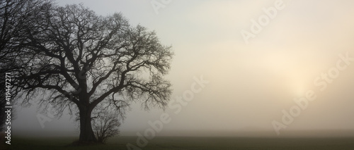 Canvastavla Kahle Eiche im Nebel, Baumbestattungen, Waldfriedhof