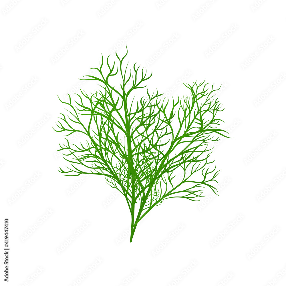 Naklejka premium Fresh green dill, herb ingredient for flavoring dishes a vector illustration.