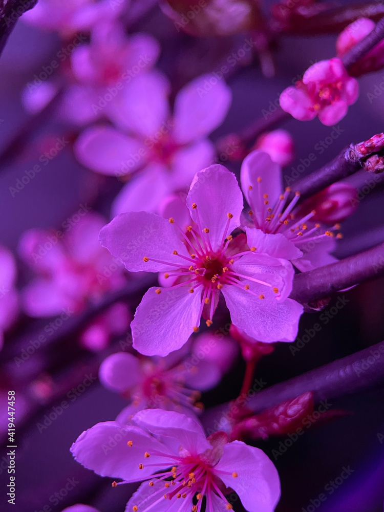 Ping flowers on a twig Ping flowers on a twig