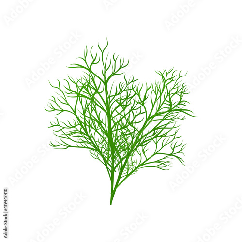 Fresh green dill, herb ingredient for flavoring dishes a vector illustration.