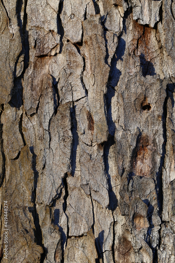 Pine Tree Bark Close Up Background Pine Tree Bark Close Up Background