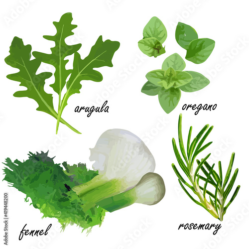 Greens - arugula, fennel, oregano, rosemary . Isolated objects on a white background. Vector print.