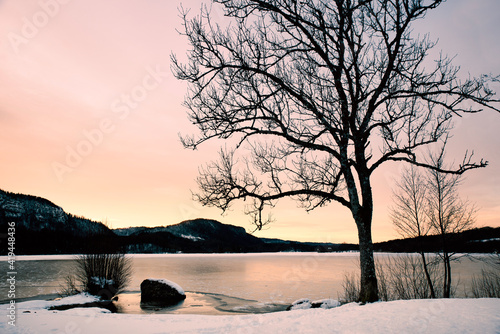 Lake Ilay at dawn; under the snow; with a tree against the daylight (Jura-France) photo