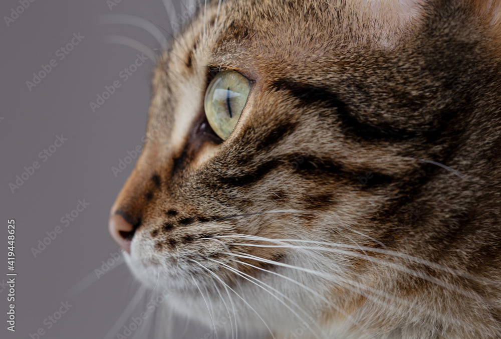 close up of a gray cat wit a big eye close up of a gray cat wit a big eye