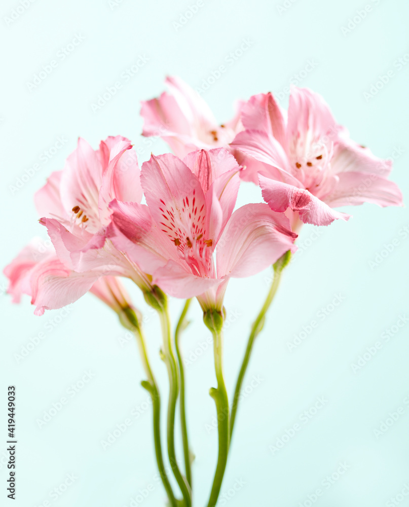 Pink lily flowers from garden