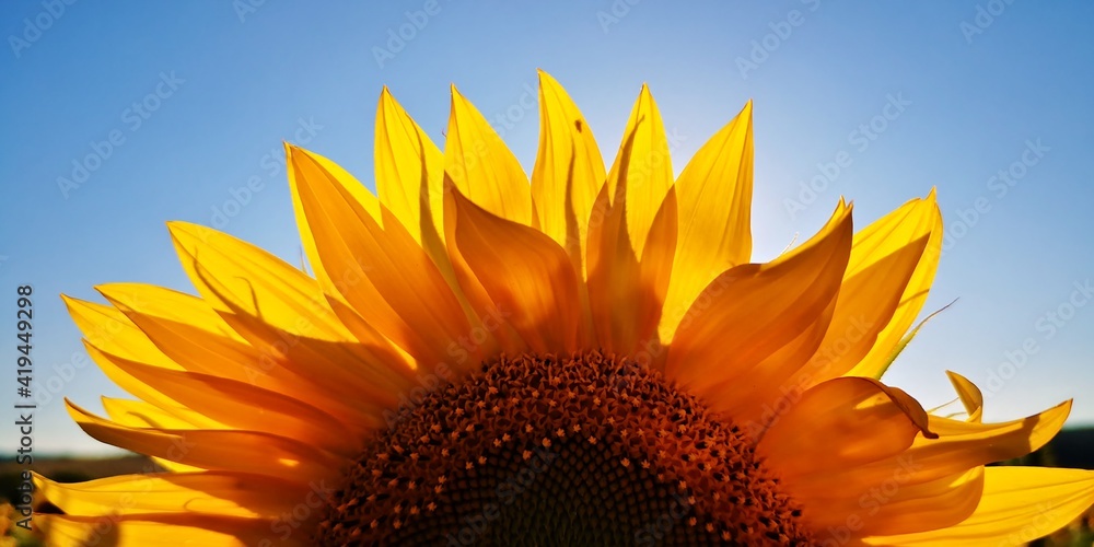 Fototapeta premium sunflower in the sun