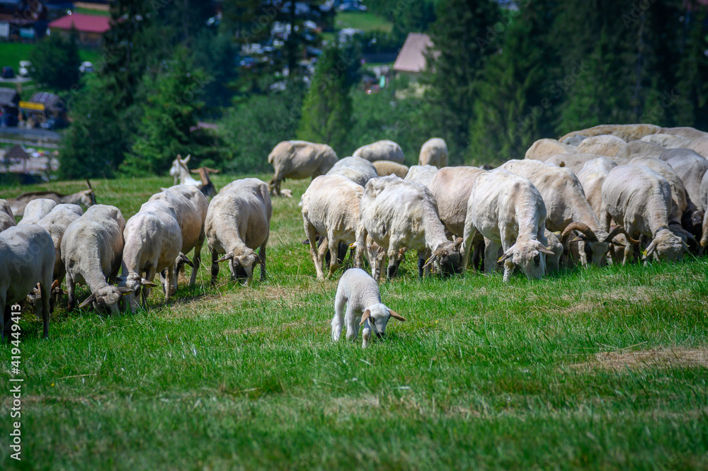 Wypas owiec, Tatry