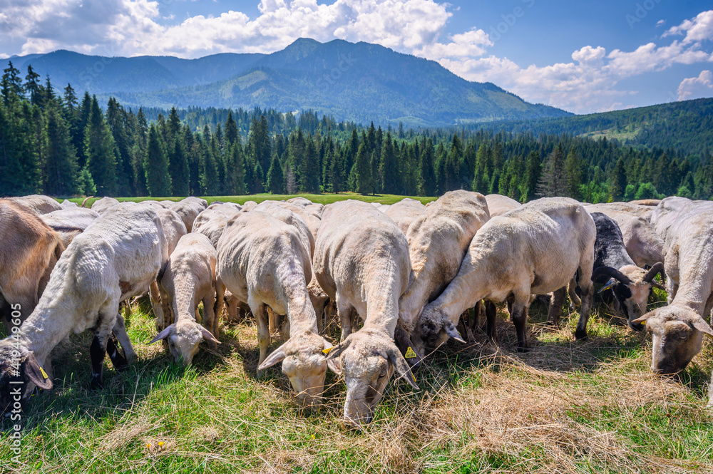 Wypas owiec, Tatry