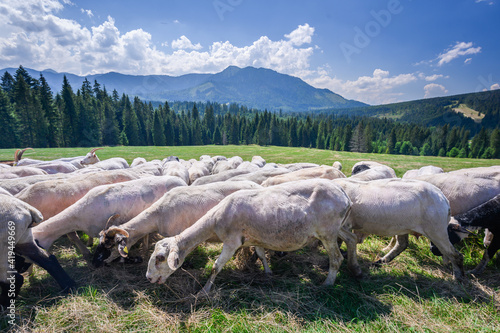 Wypas owiec, Tatry