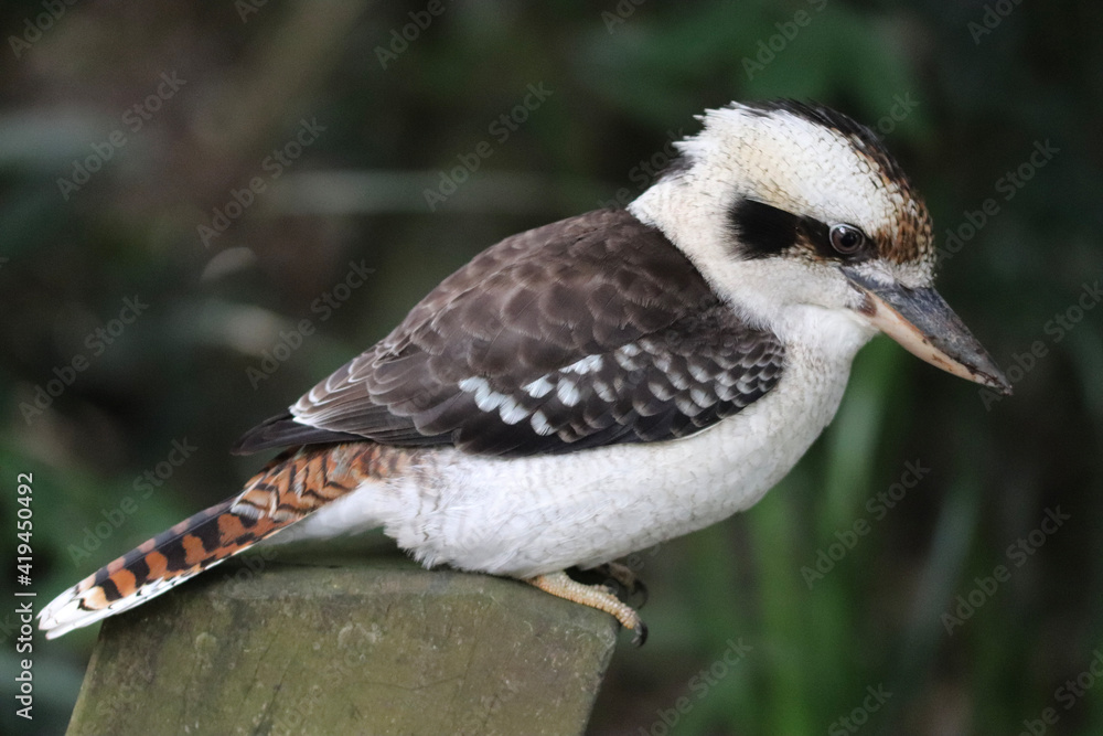 Fototapeta premium spotted woodpecker