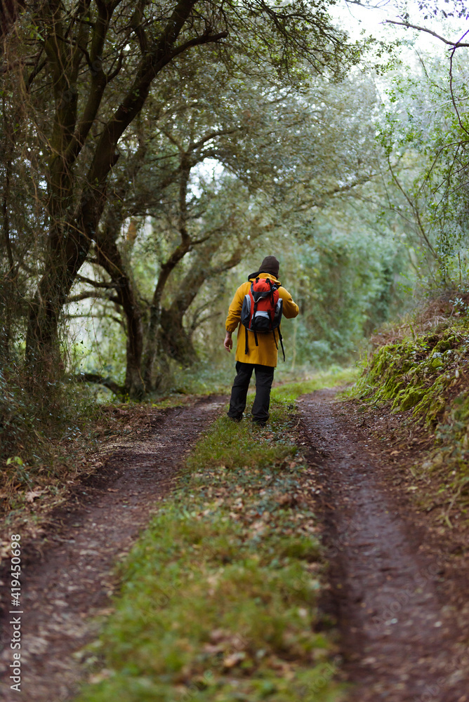 Back view of anonymous male trekker with rucksack exploring woods from walkway during trip in daylight Back view of anonymous male trekker with rucksack exploring woods from walkway during trip in daylight