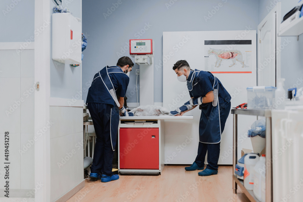 Unrecognizable male veterinarians in uniforms and respiratory masks curing animal patient lying on table in hospital Unrecognizable male veterinarians in uniforms and respiratory masks curing animal patient lying on table in hospital
