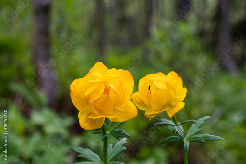 Trollius in the spring forest. Mountain flowers, rare plants.Flowers for women