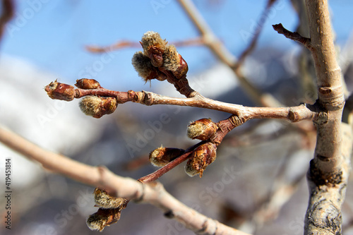 selective focus of swollen tree buds in early spring 