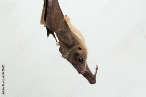  Indonesian Short-nosed Fruit Bat Cynopterus titthaecheilus isolated on white background
 photo