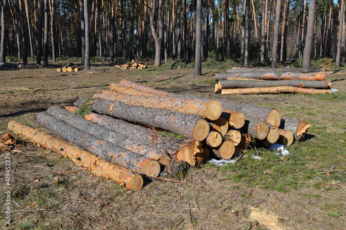 Illegal felling of pine trees.