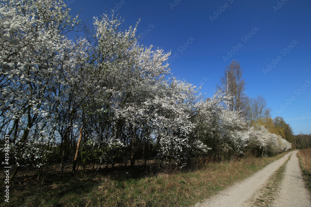 mirabelka, kwiaty, krzew, białe kwiaty, kwiaty mirabelki, wiosna, kwitnąca mirabelka, wieś, kwitnące krzewy, pączki kwiatów, mirabelka, kwiaty, krzew, białe kwiaty, kwiaty mirabelki, wiosna, kwitnąca mirabelka, wieś, kwitnące krzewy, pączki kwiatów,