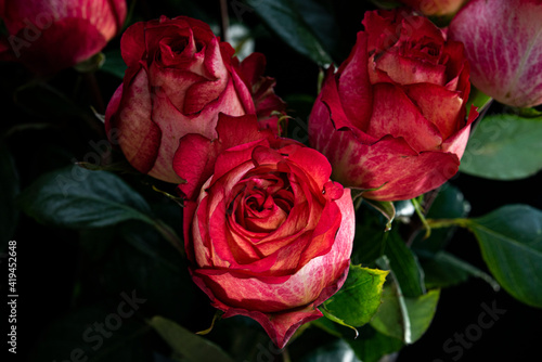 red roses on black background